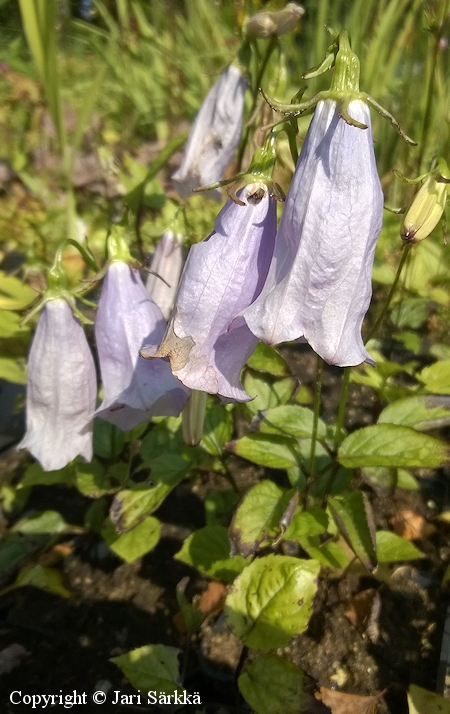 Hanabusya asiatica, koreankello